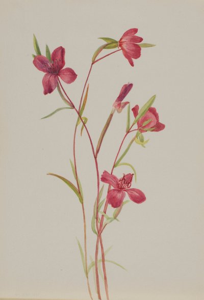  av Mary Vaux Walcott