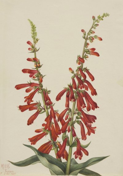  av Mary Vaux Walcott