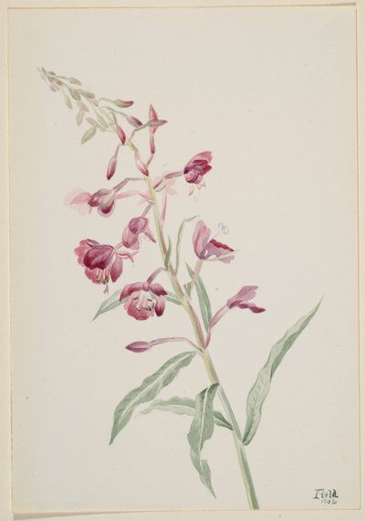  av Mary Vaux Walcott