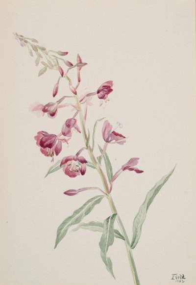 Fireweed Epilobium angustifolium, 1902. av Mary Vaux Walcott