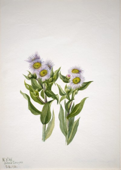  av Mary Vaux Walcott