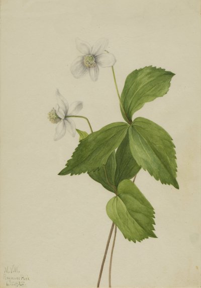 Forest Anemone Anemone deltoidea, 1925. av Mary Vaux Walcott
