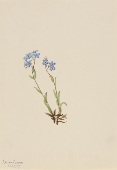  av Mary Vaux Walcott