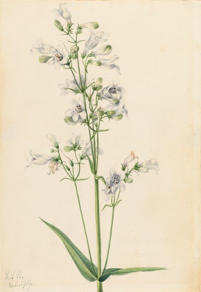 Foxglove Pentstemon Pentstemon digitalis, 1919. av Mary Vaux Walcott
