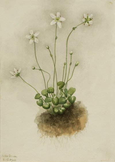 Frynsede Parnassia Parnassia fimbriata, 1905. av Mary Vaux Walcott