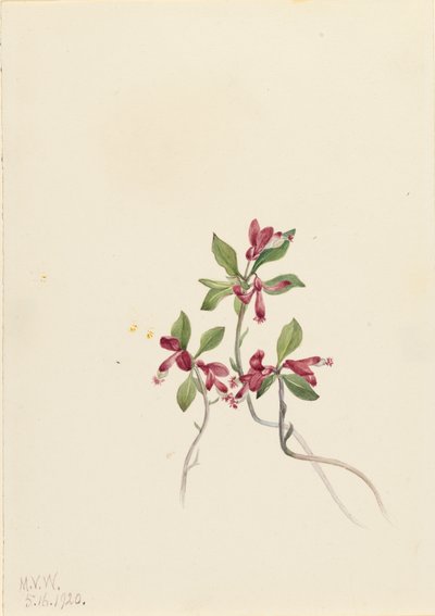 Frynset Polygala Polygala paucifolia, 1920. av Mary Vaux Walcott