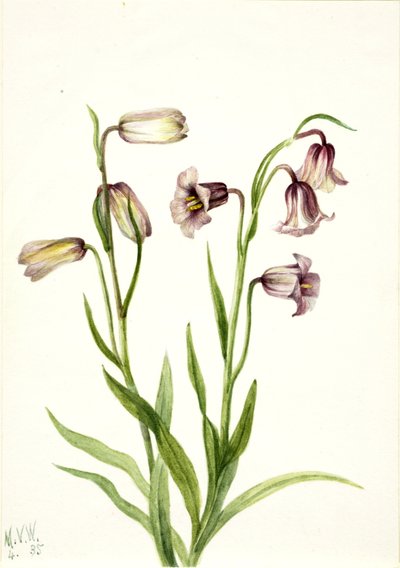  av Mary Vaux Walcott