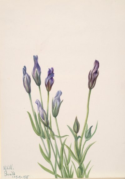 Gentian Gentiana macounii, 1935. av Mary Vaux Walcott