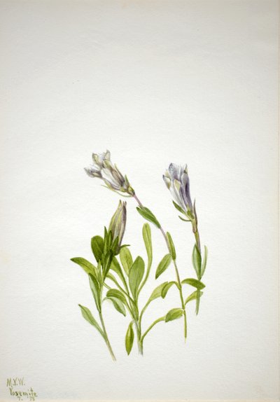 Gentian Gentiana newberry, 1938. av Mary Vaux Walcott
