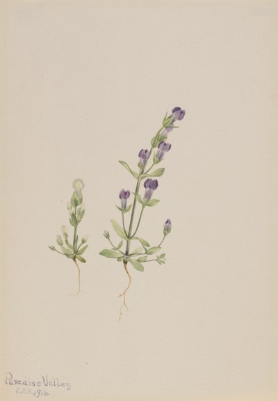  av Mary Vaux Walcott