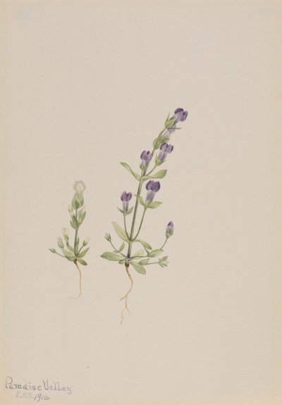 Gentiana propingua, 1916. av Mary Vaux Walcott