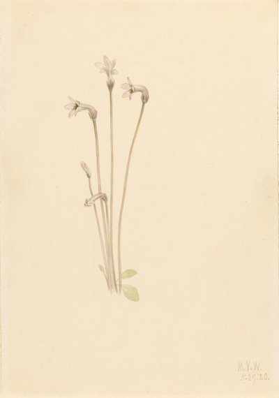  av Mary Vaux Walcott