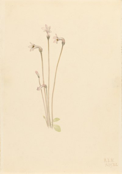 Ghostpipe Thalesia uniflora, 1920. av Mary Vaux Walcott