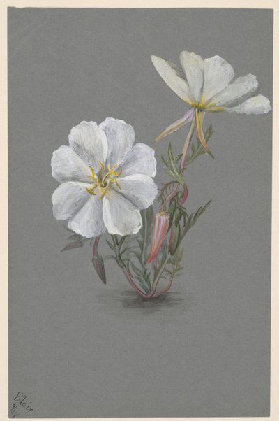 Kjempe Helleborine Epipactis gigantea, ca. 1880. av Mary Vaux Walcott