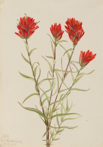  av Mary Vaux Walcott