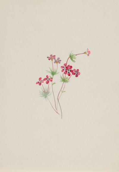  av Mary Vaux Walcott
