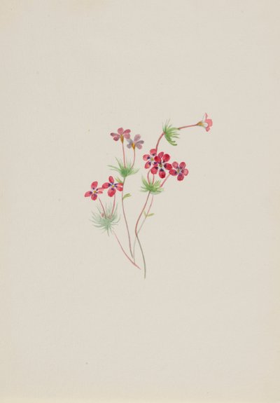 Gilia linanthus parviflorus, ca. 1900-1930. av Mary Vaux Walcott