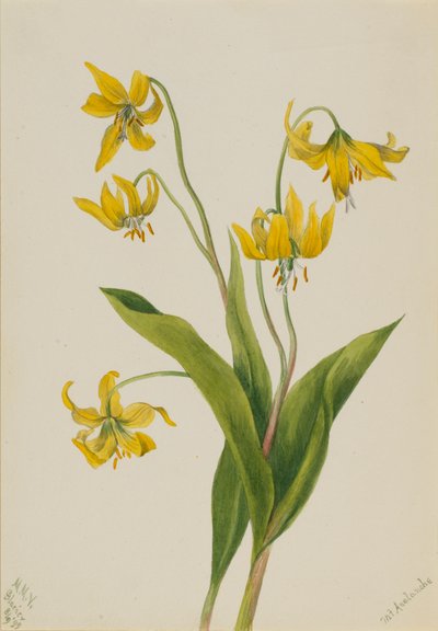 Glacierlily Erythronium grandiflorum, 1899. av Mary Vaux Walcott