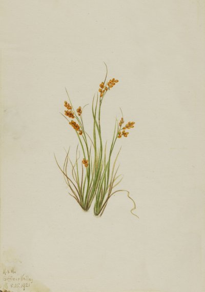 Golden Sedge Carex aurea, 1921. av Mary Vaux Walcott