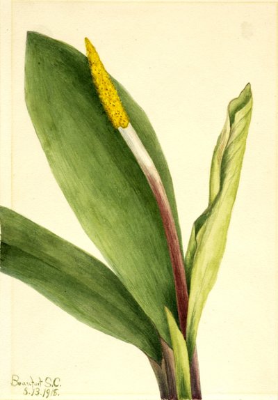  av Mary Vaux Walcott