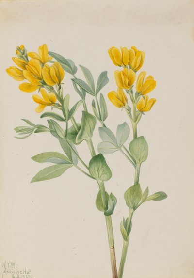 Goldenpea Thermopsis rhombifolia, 1923. av Mary Vaux Walcott