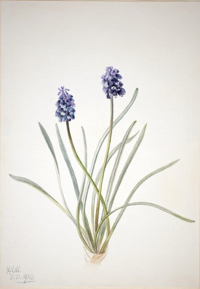  av Mary Vaux Walcott