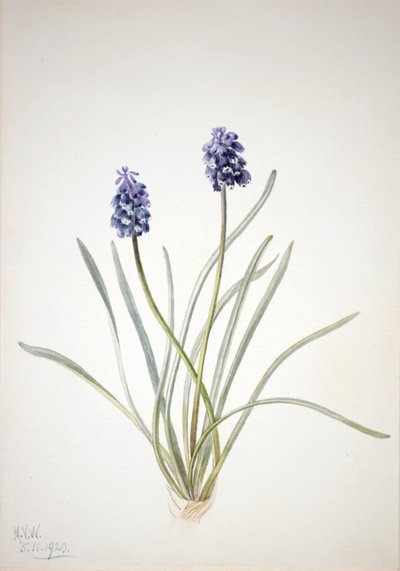 Drue Hyacinth Muscari racemosum, 1920. av Mary Vaux Walcott