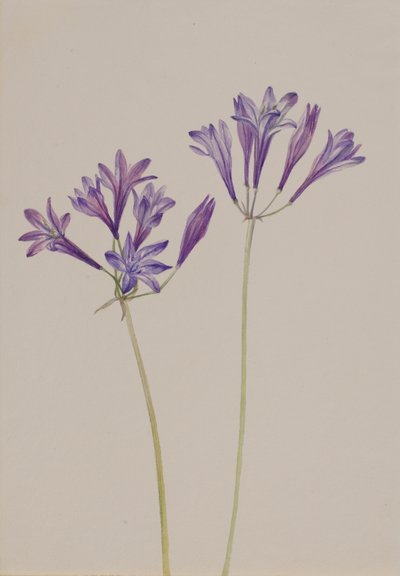 Gressnøtt Brodiaea laxa, 1933. av Mary Vaux Walcott