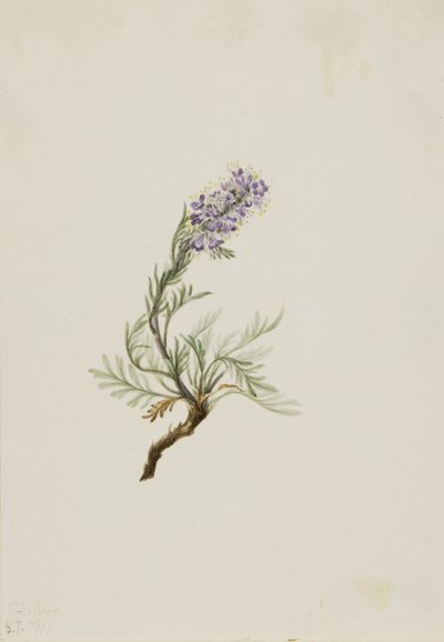  av Mary Vaux Walcott