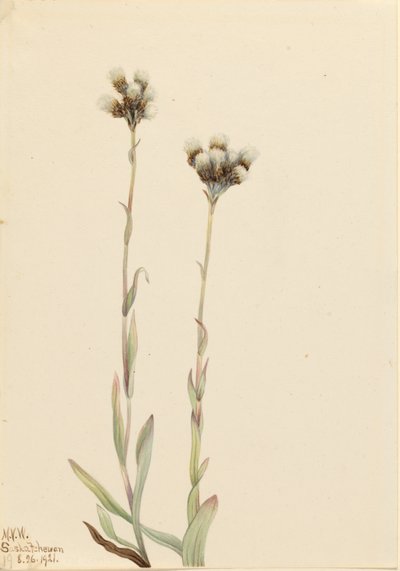  av Mary Vaux Walcott