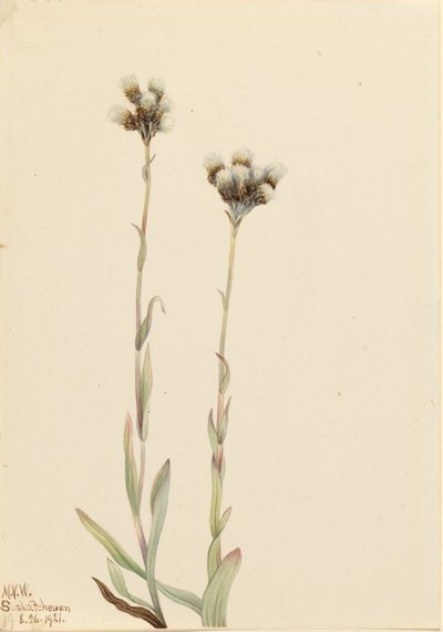 Grey Pussytoes Antennaria howellii, 1921. av Mary Vaux Walcott