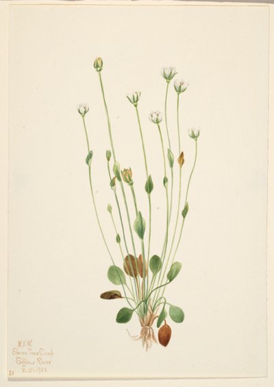 Grå ragurt (Senecio canus) av Mary Vaux Walcott