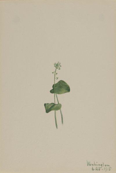 Grønn huggormmunn (Malaxis unifolia) av Mary Vaux Walcott