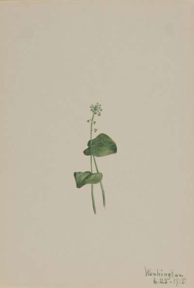 Grønn huggormmunn Malaxis unifolia, av Mary Vaux Walcott