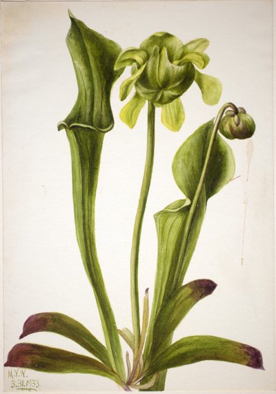  av Mary Vaux Walcott