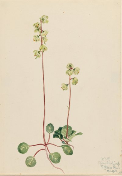  av Mary Vaux Walcott