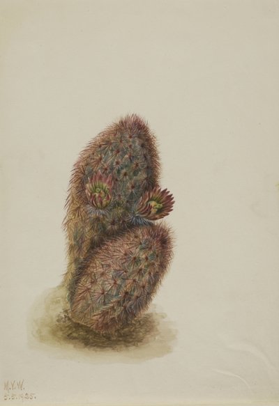  av Mary Vaux Walcott