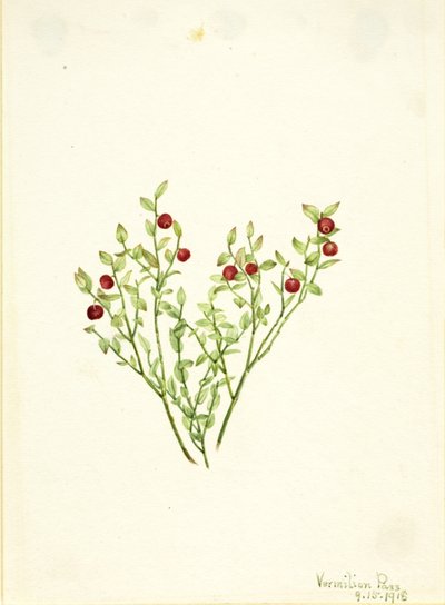  av Mary Vaux Walcott