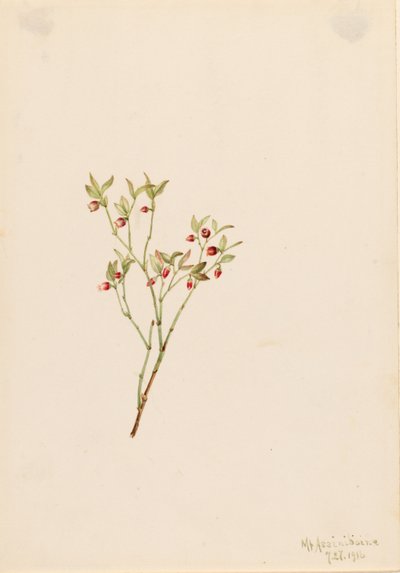 av Mary Vaux Walcott