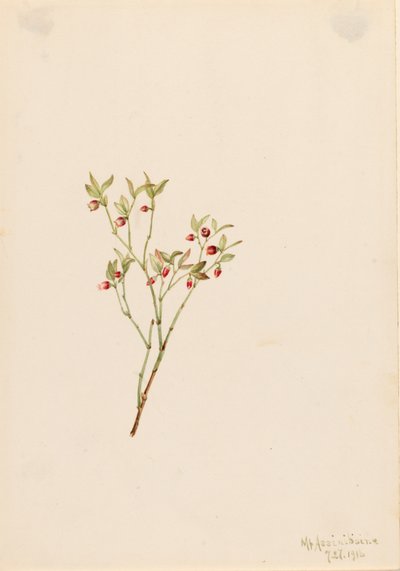 Grouse Whortleberry Vaccinum scoparium, 1916. av Mary Vaux Walcott