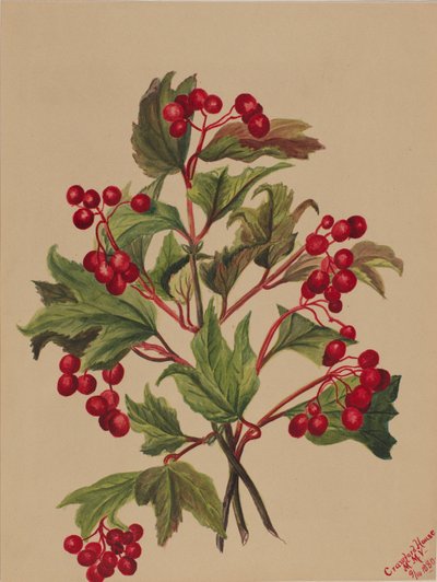 Rypebær Viburnum americanum, 1880. av Mary Vaux Walcott