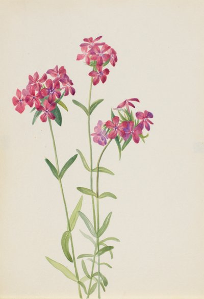  av Mary Vaux Walcott