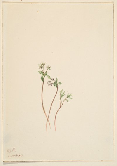  av Mary Vaux Walcott