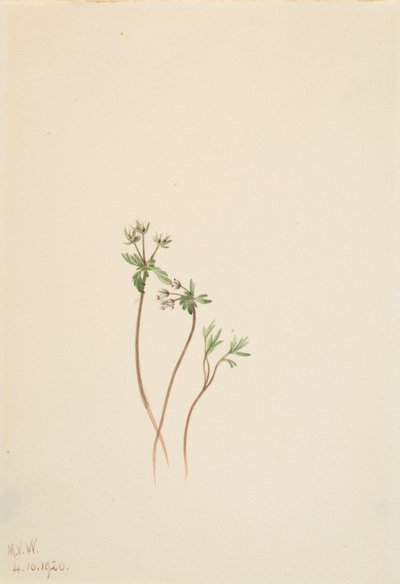 Harbinger of Spring Erigenia bulbosa, 1920.    1142680   no       norwegian Successfully Translated  Original: Thakur Ajit Singh worships the Goddess, dated 1817. Translat: Thakur Ajit Singh worships the Goddess, dated 1817. 1205221 no norwegian Successful av Mary Vaux Walcott