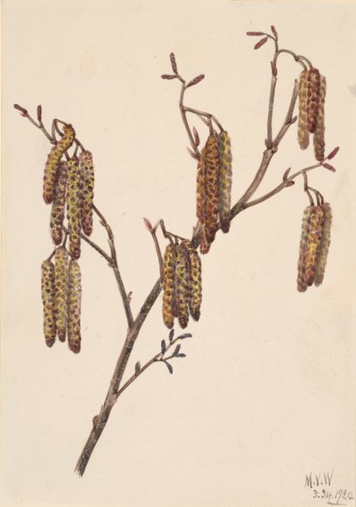 Hassel Alder Alnus regosa, 1920. av Mary Vaux Walcott
