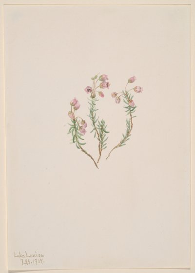  av Mary Vaux Walcott