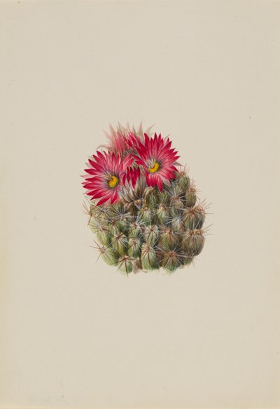 Hedgehog Cactus Coryphantha arizonica, 1933. av Mary Vaux Walcott