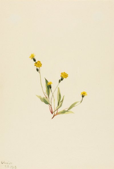  av Mary Vaux Walcott