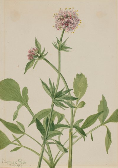  av Mary Vaux Walcott
