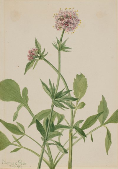 Heliotrope Valerian Valeriana sitchensis, 1917. av Mary Vaux Walcott
